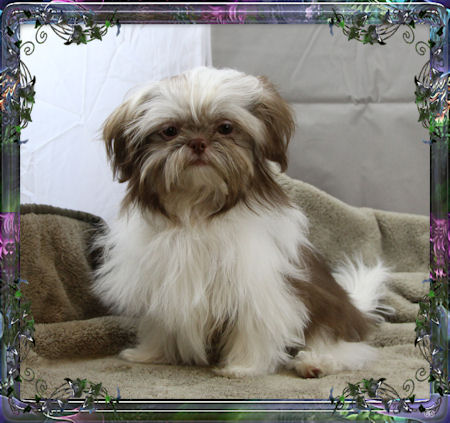 Tiny little male chinese imperial shih tzu puppies for sale small teacup